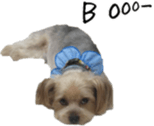 Lovely dogs' stickers sticker #14093410