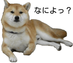 Lovely dogs' stickers sticker #14093411