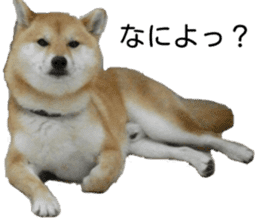 Lovely dogs' stickers sticker #14093411