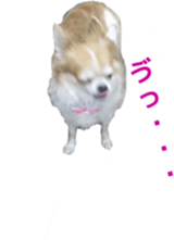 Lovely dogs' stickers sticker #14093413