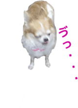 Lovely dogs' stickers sticker #14093413