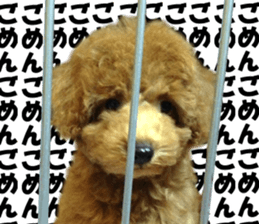 Everyday MARU sticker #14093630