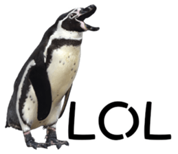 Penguin's time sticker sticker #14094000