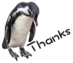 Penguin's time sticker sticker #14094002