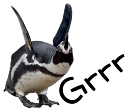 Penguin's time sticker sticker #14094011