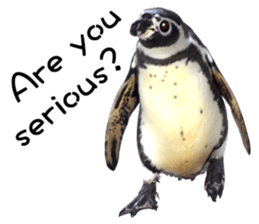 Penguin's time sticker sticker #14094013