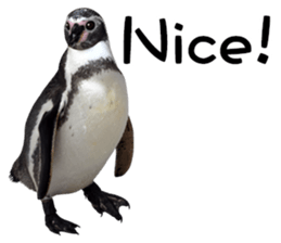 Penguin's time sticker sticker #14094015