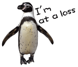 Penguin's time sticker sticker #14094020