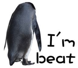 Penguin's time sticker sticker #14094021