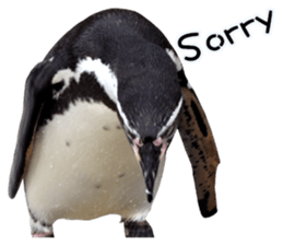 Penguin's time sticker sticker #14094024