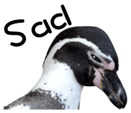 Penguin's time sticker sticker #14094033