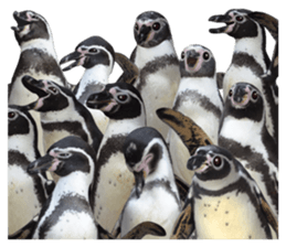 Penguin's time sticker sticker #14094037