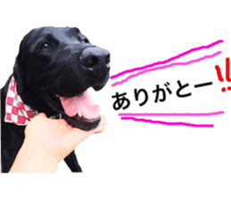 Black Labrador ELLE sticker #14094366
