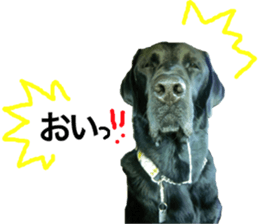 Black Labrador ELLE sticker #14094369