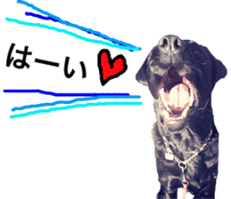 Black Labrador ELLE sticker #14094370