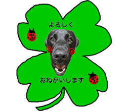 Black Labrador ELLE sticker #14094372
