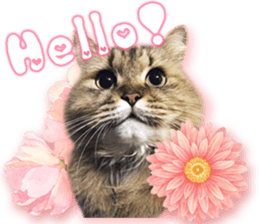 RuRu's cats. sticker #14099134