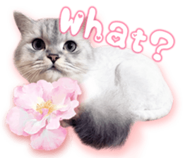 RuRu's cats. sticker #14099139