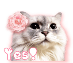 RuRu's cats. sticker #14099142