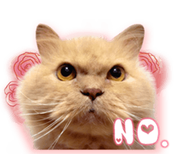 RuRu's cats. sticker #14099144