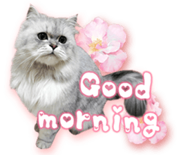 RuRu's cats. sticker #14099149