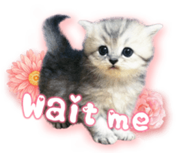 RuRu's cats. sticker #14099152