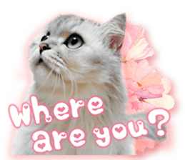 RuRu's cats. sticker #14099153