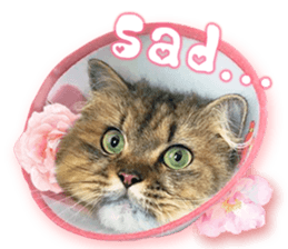 RuRu's cats. sticker #14099155