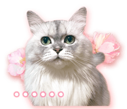 RuRu's cats. sticker #14099156