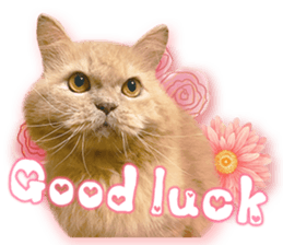 RuRu's cats. sticker #14099158