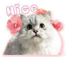 RuRu's cats. sticker #14099164