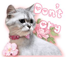 RuRu's cats. sticker #14099166