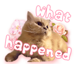 RuRu's cats. sticker #14099168