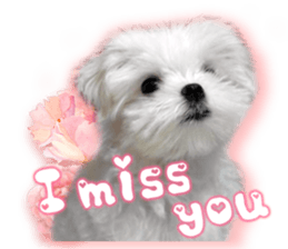 RuRu's cats. sticker #14099169