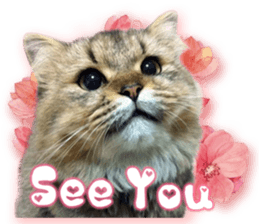 RuRu's cats. sticker #14099170