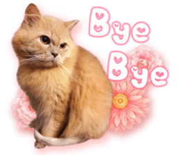 RuRu's cats. sticker #14099173