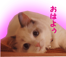 It is cat of my home sticker #14099630