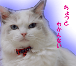 It is cat of my home sticker #14099631