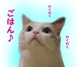 It is cat of my home sticker #14099632