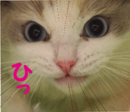 It is cat of my home sticker #14099633