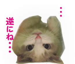 It is cat of my home sticker #14099634