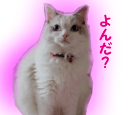 It is cat of my home sticker #14099636