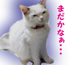 It is cat of my home sticker #14099637