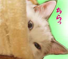 It is cat of my home sticker #14099638