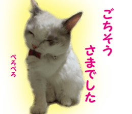It is cat of my home sticker #14099639