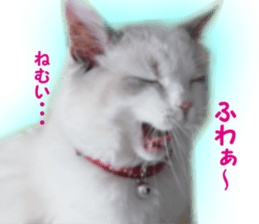 It is cat of my home sticker #14099640