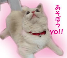 It is cat of my home sticker #14099641