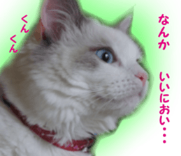 It is cat of my home sticker #14099642