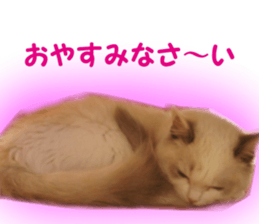 It is cat of my home sticker #14099643