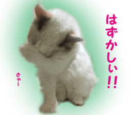 It is cat of my home sticker #14099644